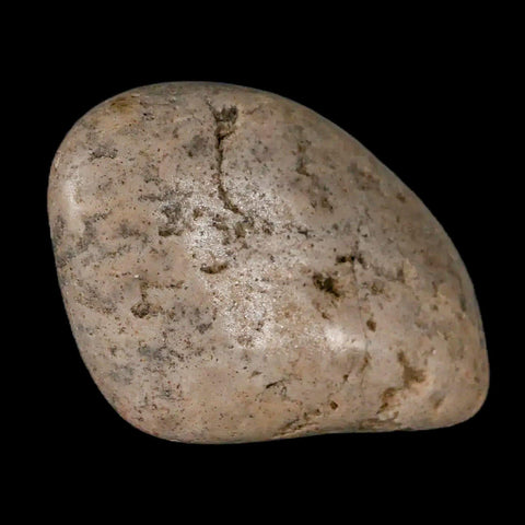 2.2" Sauropod Dinosaur Stomach Stone Gastrolith Rock Gizzard Stone COA - Fossil Age Minerals