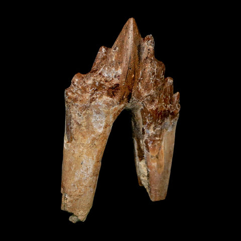 2.8" Basilosaurus Tooth Rooted Prehistoric Whale 34 Mil Yrs Old Late Eocene COA - Fossil Age Minerals