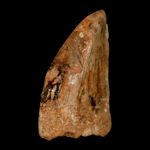 1.2" Carcharodontosaurus Fossil Tooth Cretaceous Dinosaur Morocco COA, Display - Fossil Age Minerals