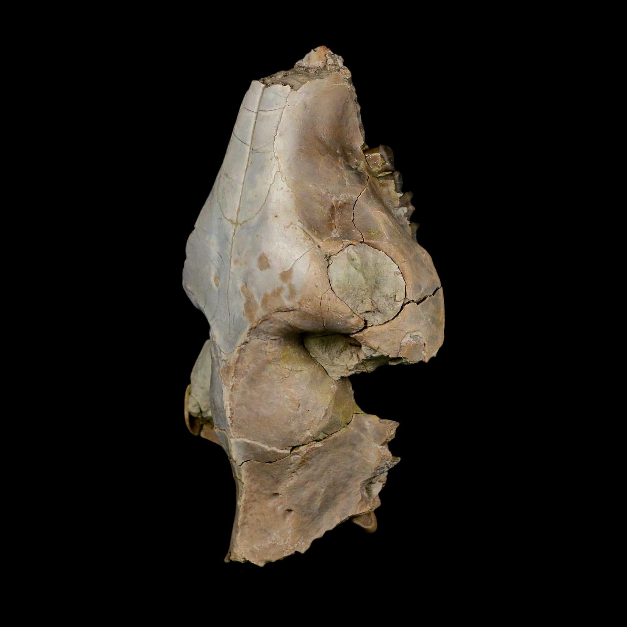 4.7" Oreodont Merycoidodon Fossil Skull Teeth Oligocene Age Badlands Nebraska COA - Fossil Age Minerals