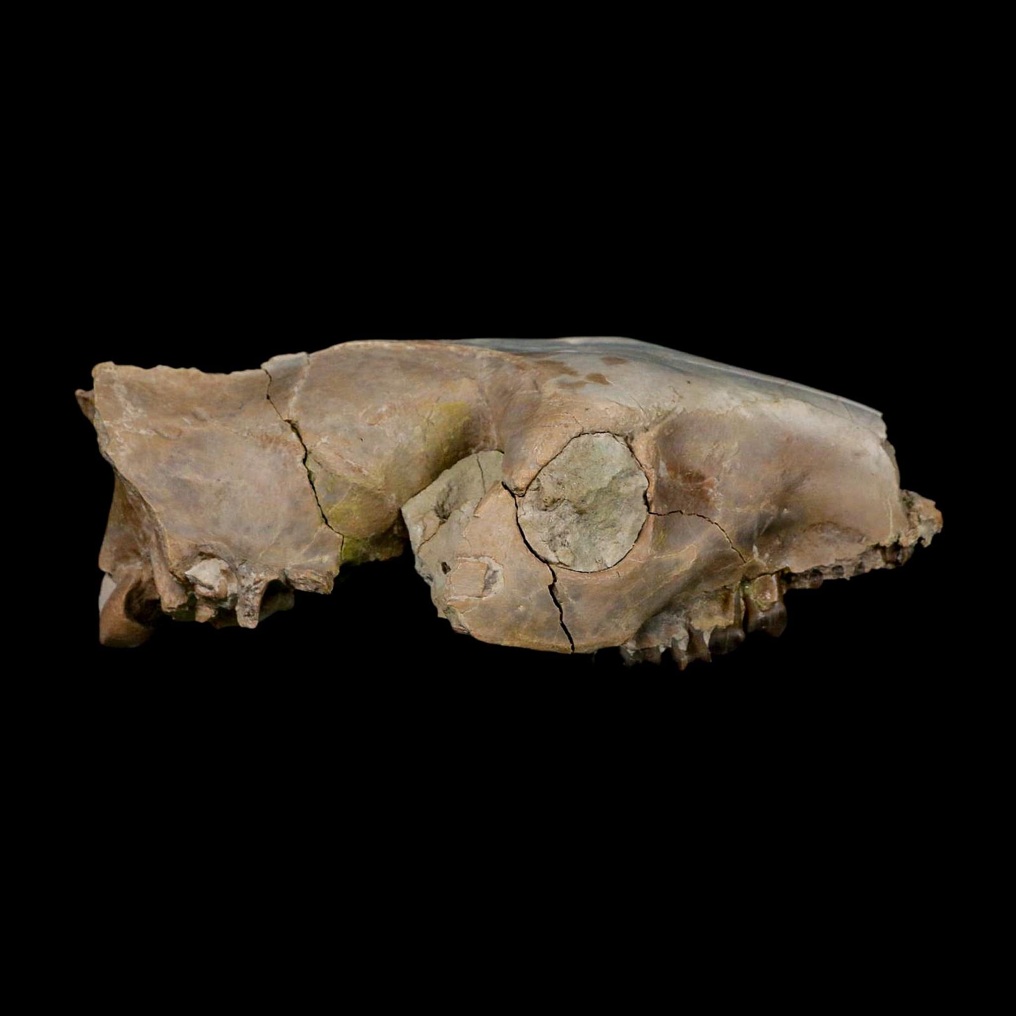 4.7" Oreodont Merycoidodon Fossil Skull Teeth Oligocene Age Badlands Nebraska COA - Fossil Age Minerals