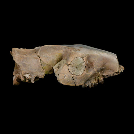 4.7" Oreodont Merycoidodon Fossil Skull Teeth Oligocene Age Badlands Nebraska COA