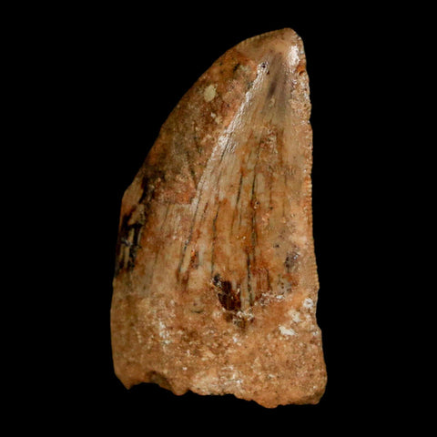 1.2" Carcharodontosaurus Fossil Tooth Cretaceous Dinosaur Morocco COA, Display - Fossil Age Minerals