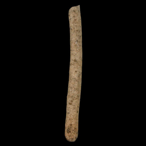 2" Fulgurite Petrified Lighting Strike Glass Sahara Desert Algeria - Fossil Age Minerals
