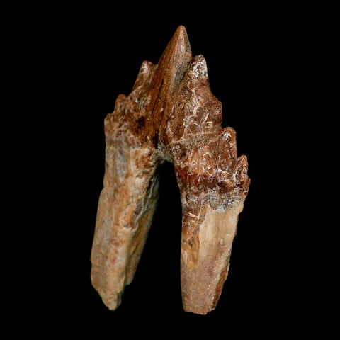 2.8" Basilosaurus Tooth Rooted Prehistoric Whale 34 Mil Yrs Old Late Eocene COA - Fossil Age Minerals