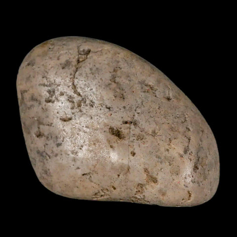 2.2" Sauropod Dinosaur Stomach Stone Gastrolith Rock Gizzard Stone COA - Fossil Age Minerals