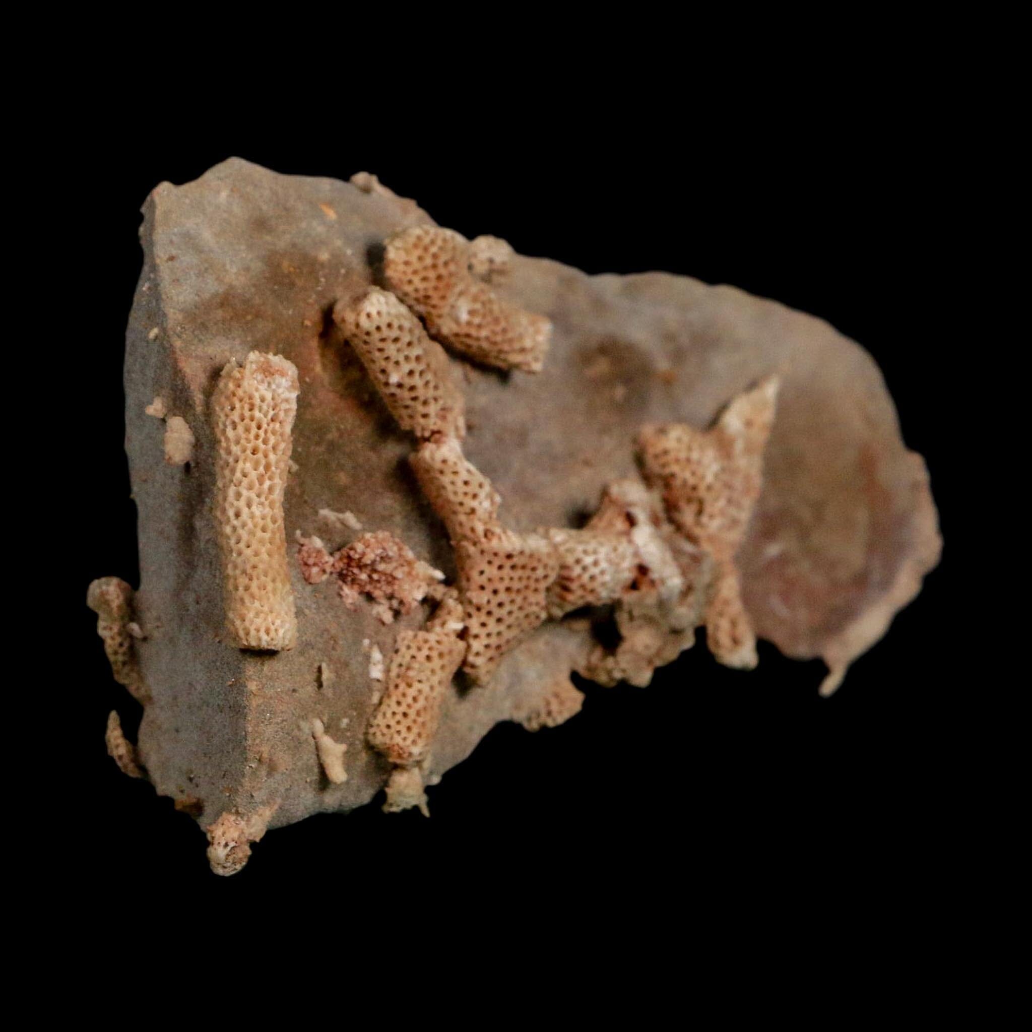 3.7" Thamnopora SP Coral Fossil Coral Reef Devonian Age Verde Valley, Arizona