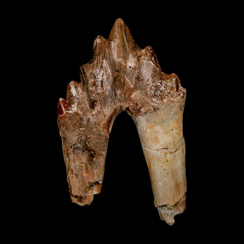2.8" Basilosaurus Tooth Rooted Prehistoric Whale 34 Mil Yrs Old Late Eocene COA - Fossil Age Minerals