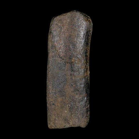 4.2" Hypacrosaurus Dinosaur Fossil Rib Bone Two Medicine FM Montana COA