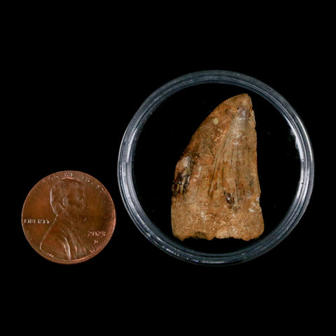 1.2" Carcharodontosaurus Fossil Tooth Cretaceous Dinosaur Morocco COA, Display - Fossil Age Minerals