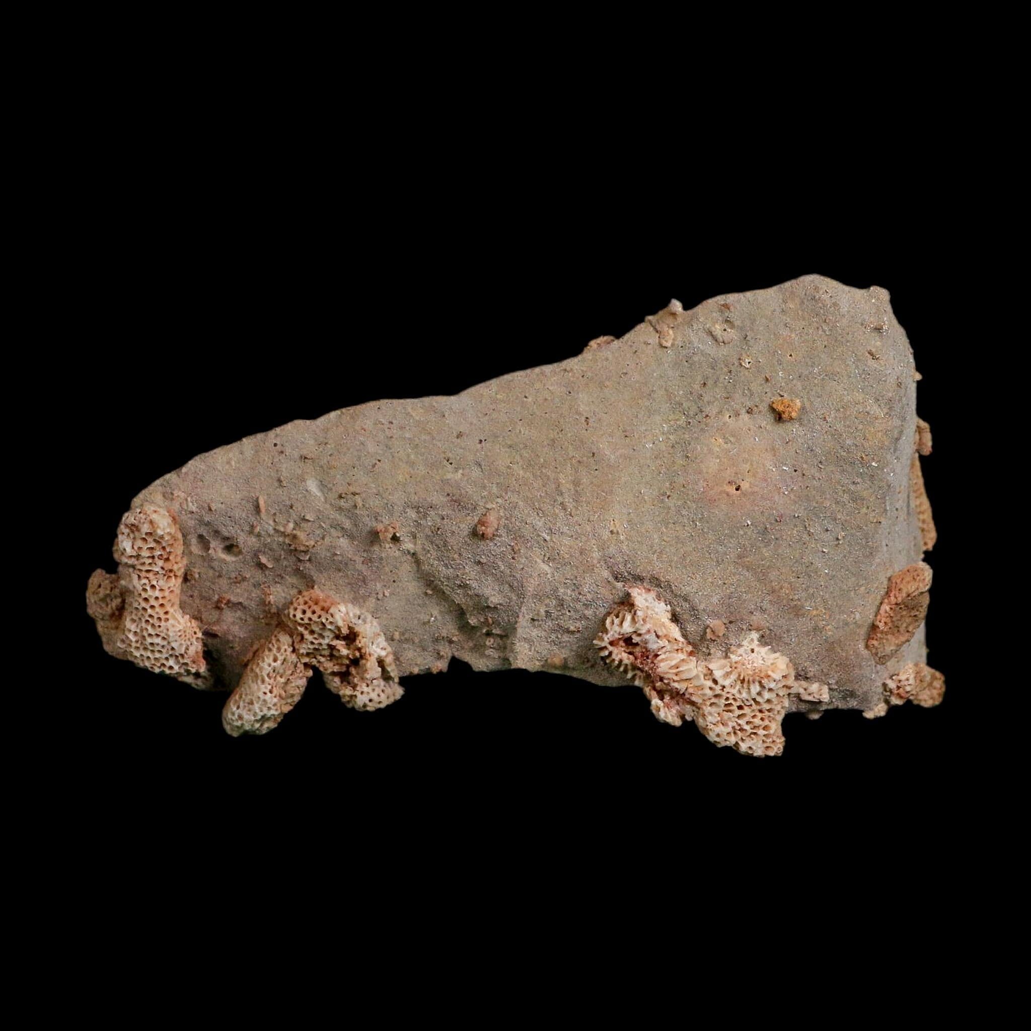 3.7" Thamnopora SP Coral Fossil Coral Reef Devonian Age Verde Valley, Arizona