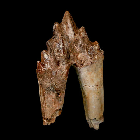2.8" Basilosaurus Tooth Rooted Prehistoric Whale 34 Mil Yrs Old Late Eocene COA - Fossil Age Minerals