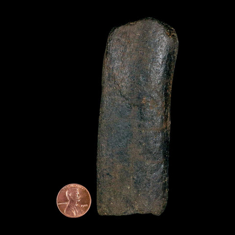 4.2" Hypacrosaurus Dinosaur Fossil Rib Bone Two Medicine FM Montana COA