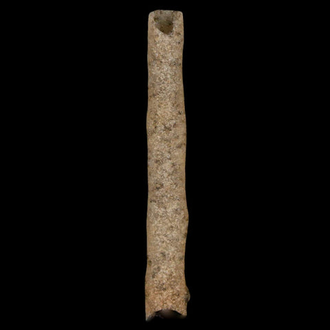 2" Fulgurite Petrified Lighting Strike Glass Sahara Desert Algeria - Fossil Age Minerals