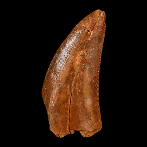 1.4" Carcharodontosaurus Fossil Tooth Cretaceous Dinosaur Morocco COA, Display - Fossil Age Minerals
