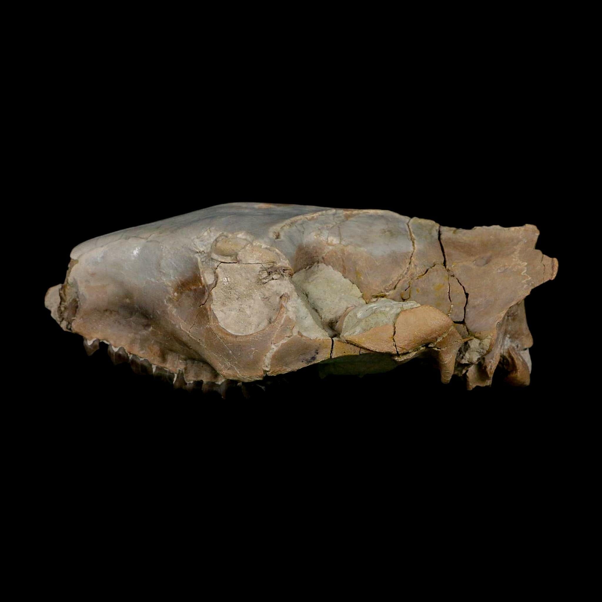 4.7" Oreodont Merycoidodon Fossil Skull Teeth Oligocene Age Badlands Nebraska COA - Fossil Age Minerals
