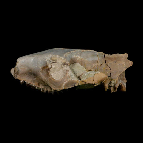 4.7" Oreodont Merycoidodon Fossil Skull Teeth Oligocene Age Badlands Nebraska COA - Fossil Age Minerals