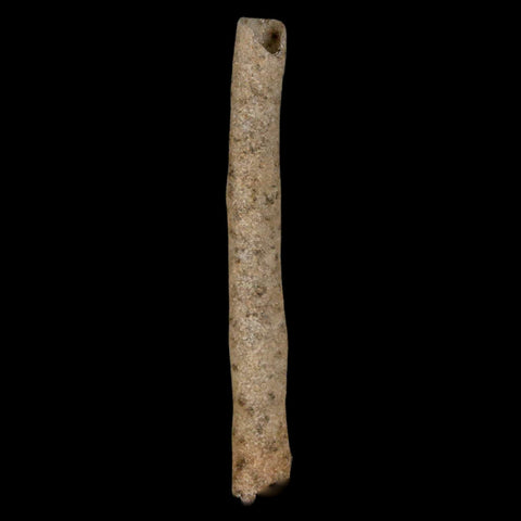 2" Fulgurite Petrified Lighting Strike Glass Sahara Desert Algeria - Fossil Age Minerals