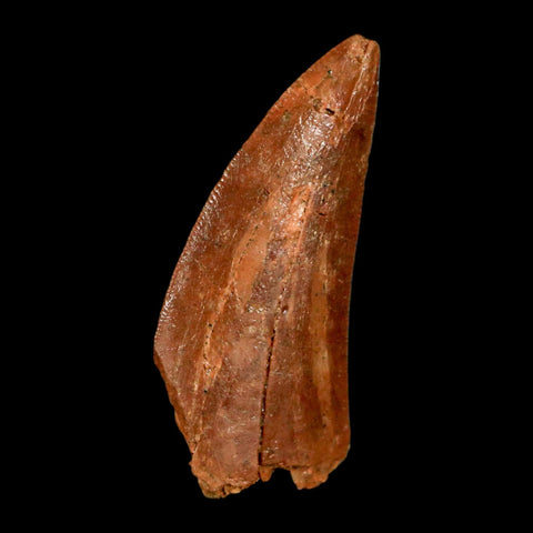 1.4" Carcharodontosaurus Fossil Tooth Cretaceous Dinosaur Morocco COA, Display - Fossil Age Minerals