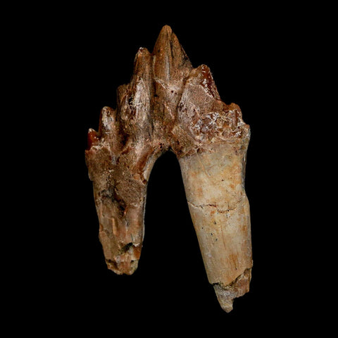 2.8" Basilosaurus Tooth Rooted Prehistoric Whale 34 Mil Yrs Old Late Eocene COA - Fossil Age Minerals