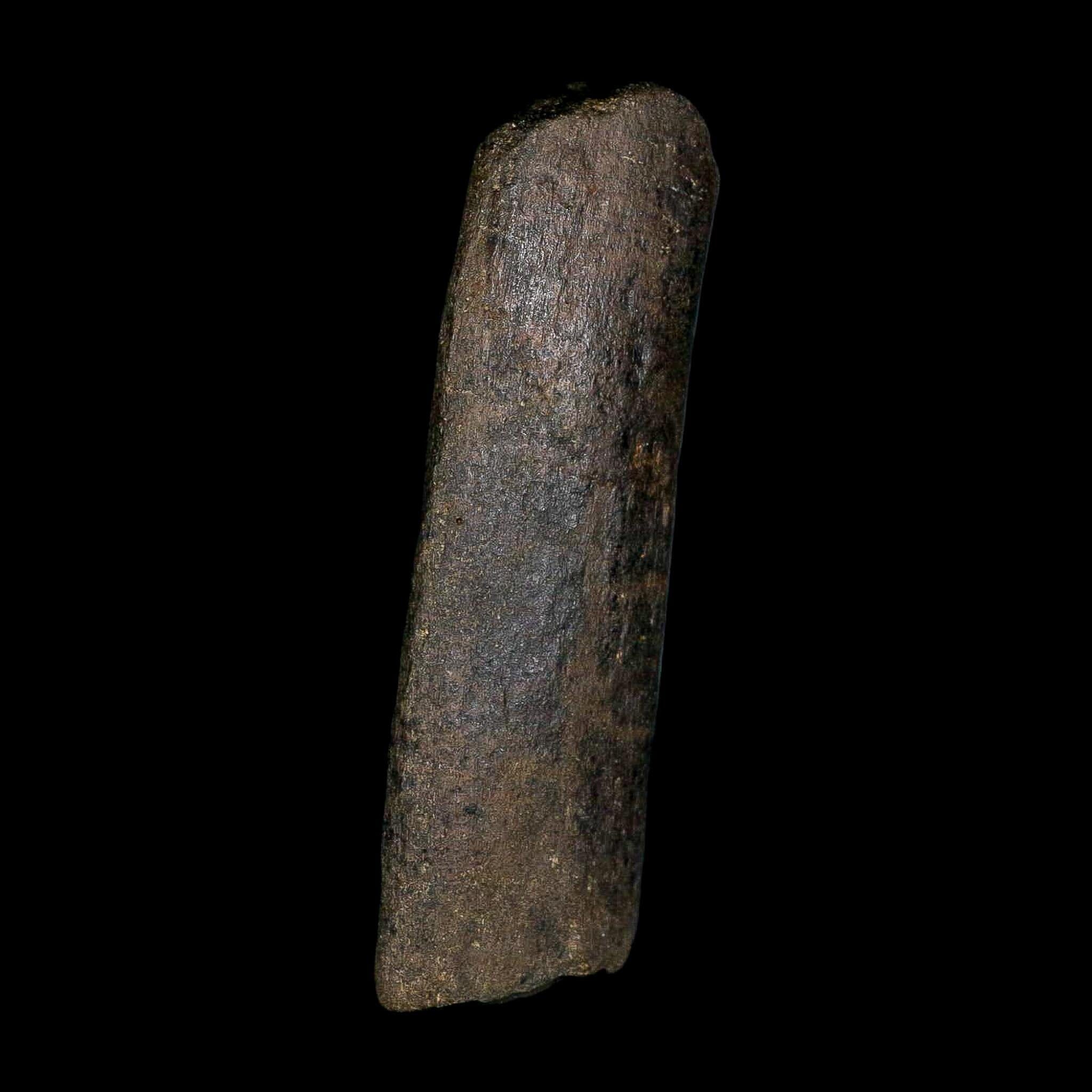 4.2" Hypacrosaurus Dinosaur Fossil Rib Bone Two Medicine FM Montana COA - Fossil Age Minerals