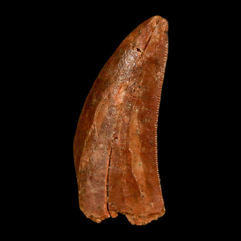 1.4" Carcharodontosaurus Fossil Tooth Cretaceous Dinosaur Morocco COA, Display - Fossil Age Minerals