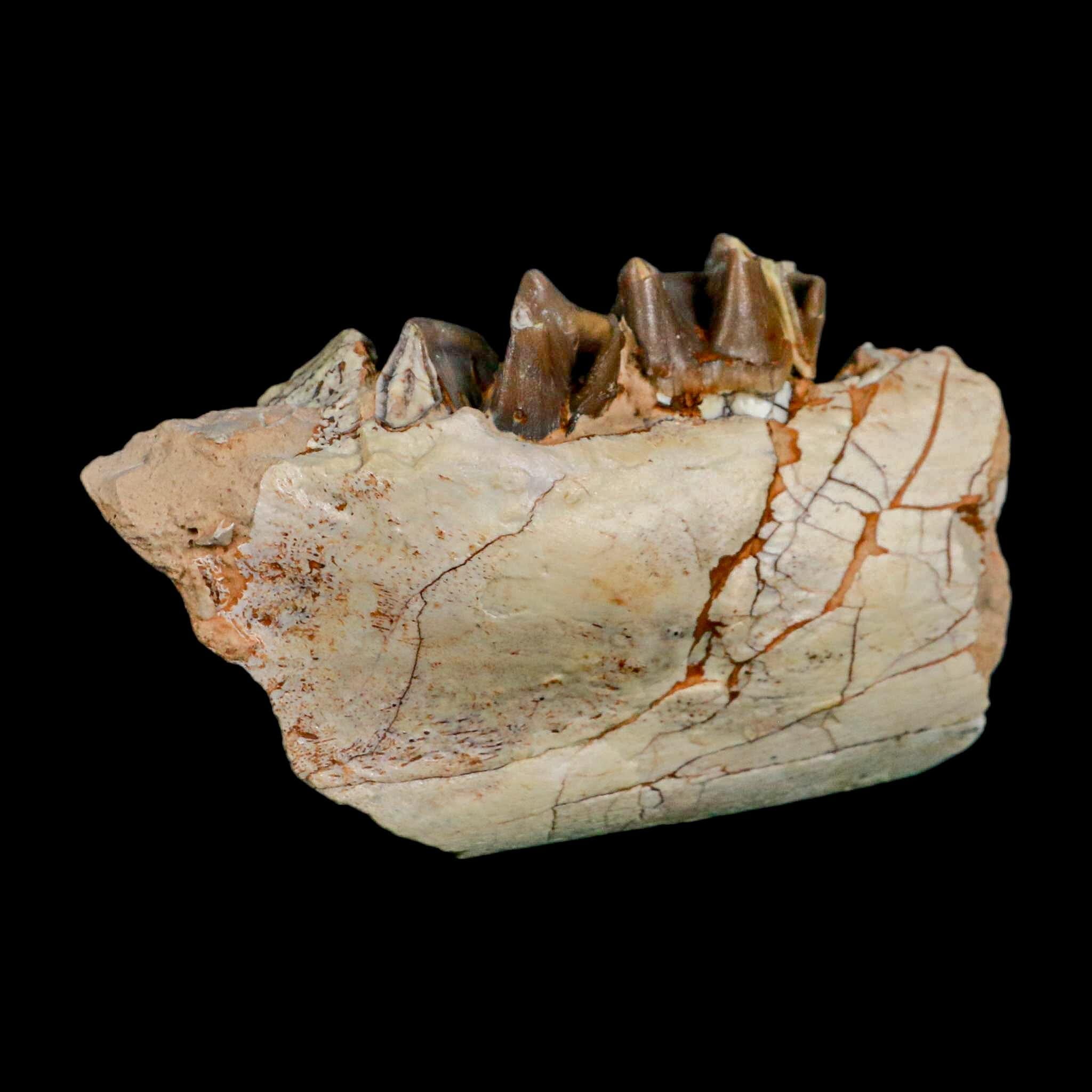 3.5" Running Rhino Hyracodon Nebrascensis Fossil Jaw Teeth SD Badlands COA Stand - Fossil Age Minerals