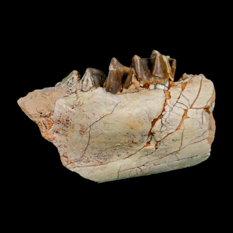 3.5" Running Rhino Hyracodon Nebrascensis Fossil Jaw Teeth SD Badlands COA Stand - Fossil Age Minerals