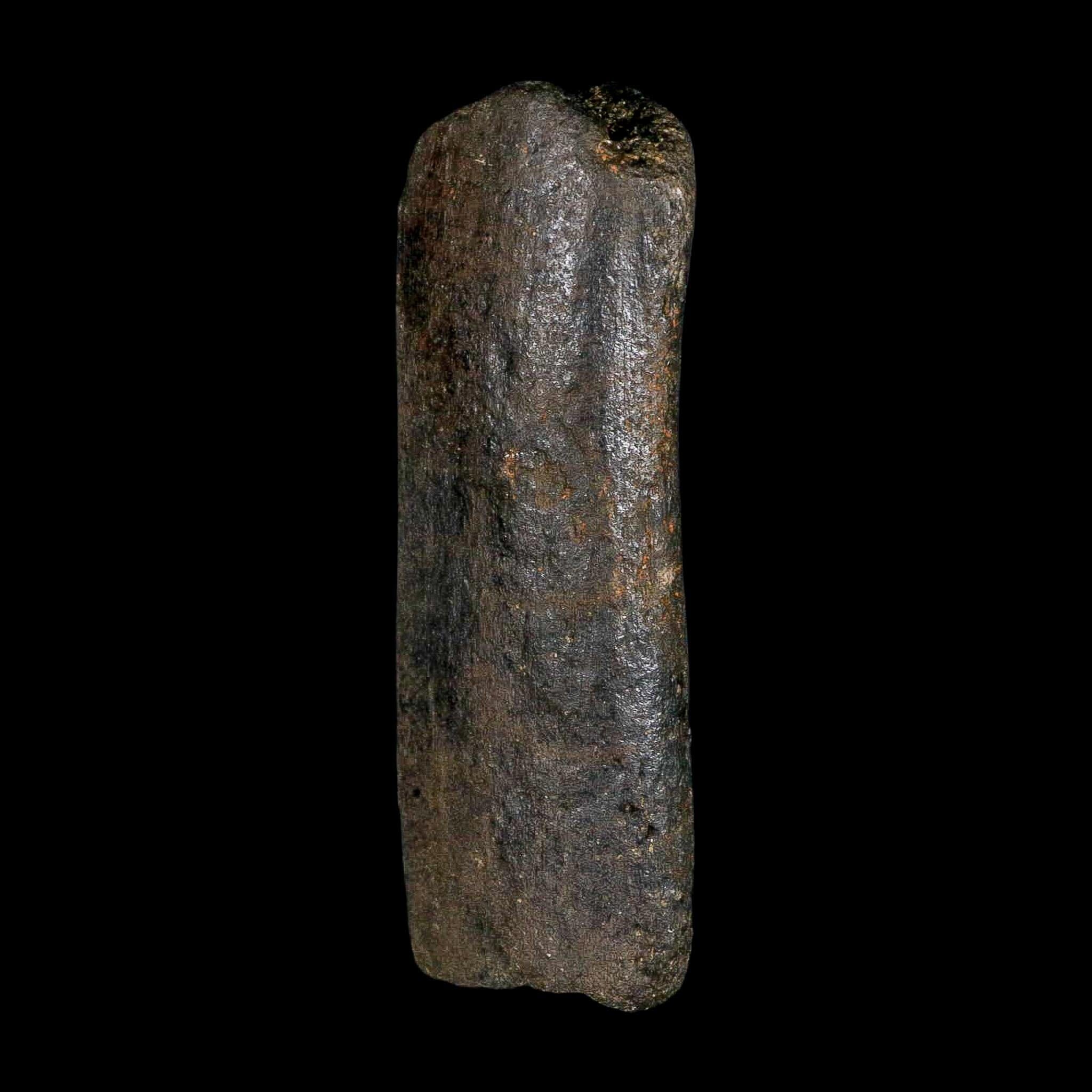 4.2" Hypacrosaurus Dinosaur Fossil Rib Bone Two Medicine FM Montana COA - Fossil Age Minerals