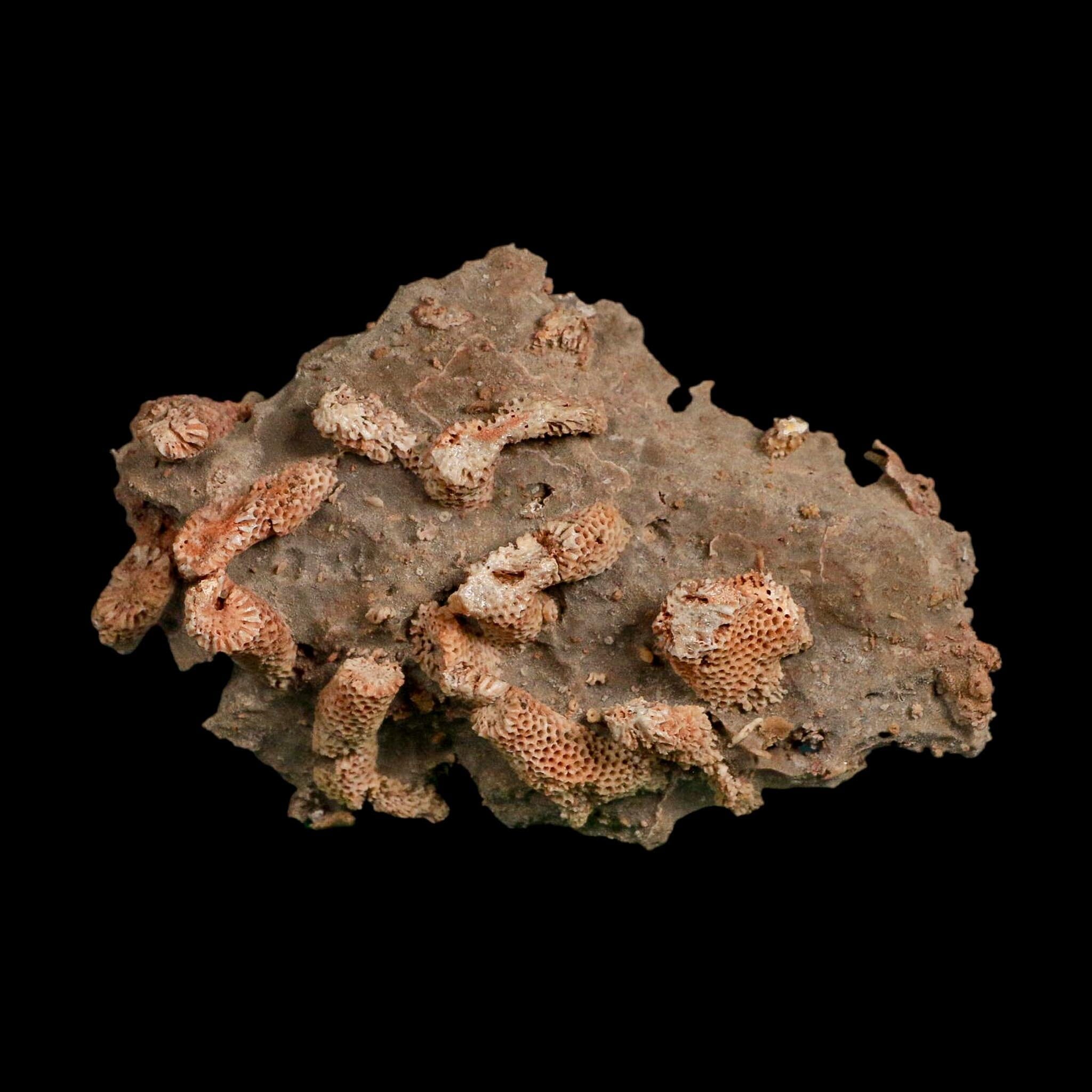 3.9" Thamnopora SP Coral Fossil Coral Reef Devonian Age Verde Valley, Arizona