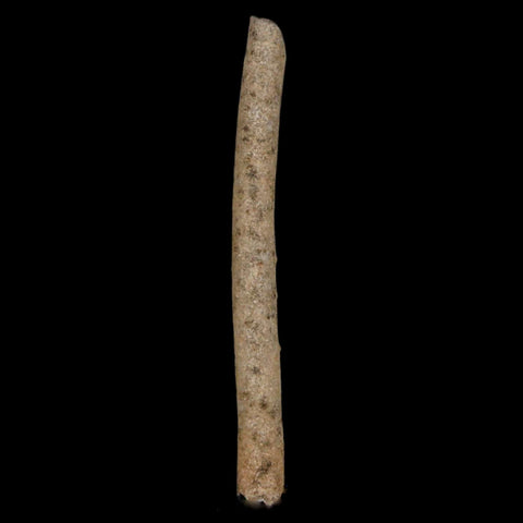 2" Fulgurite Petrified Lighting Strike Glass Sahara Desert Algeria - Fossil Age Minerals