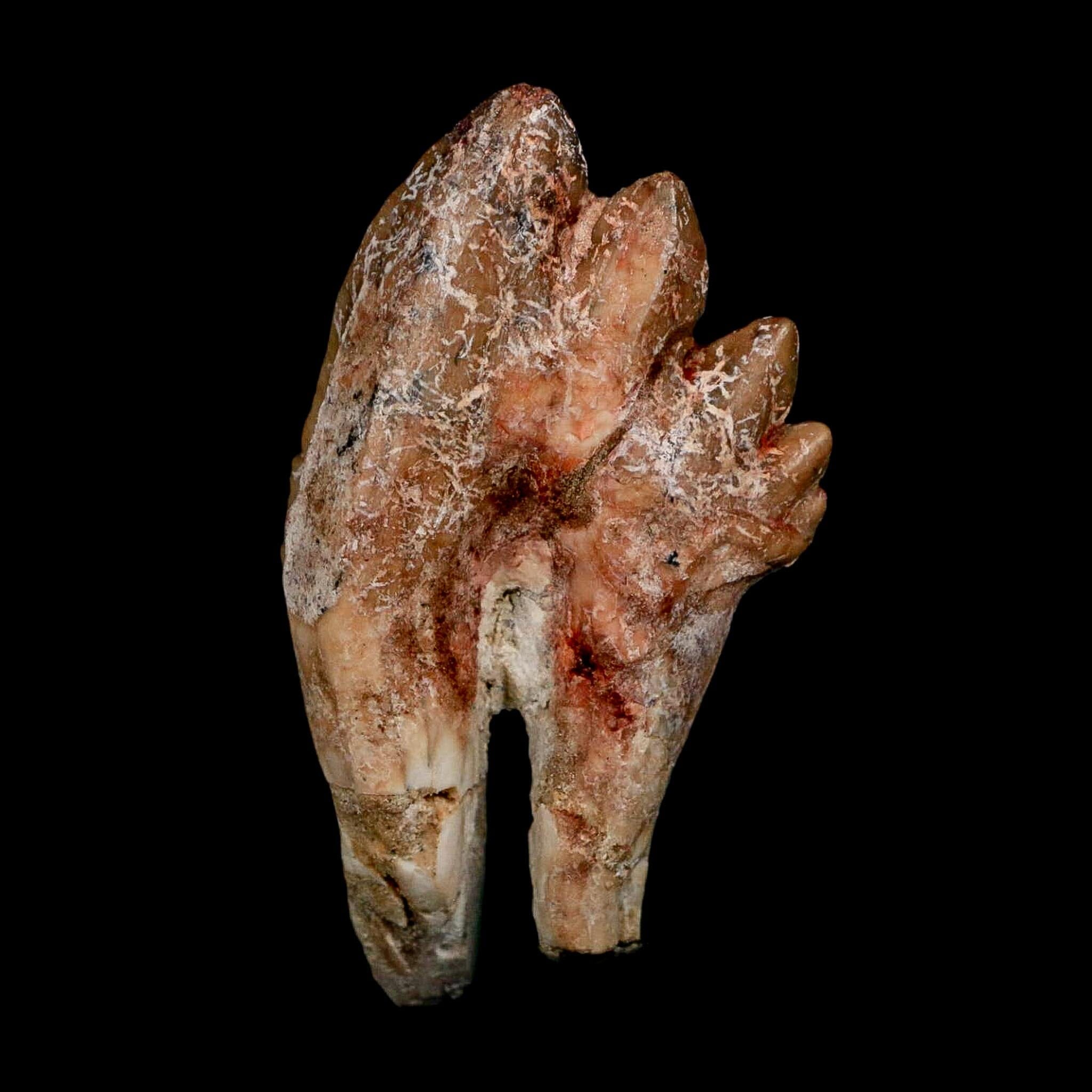 2.8" Basilosaurus Tooth Rooted Prehistoric Whale 34 Mil Yrs Old Late Eocene COA - Fossil Age Minerals