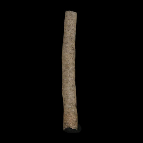 2" Fulgurite Petrified Lighting Strike Glass Sahara Desert Algeria - Fossil Age Minerals