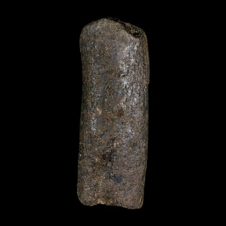 4.2" Hypacrosaurus Dinosaur Fossil Rib Bone Two Medicine FM Montana COA