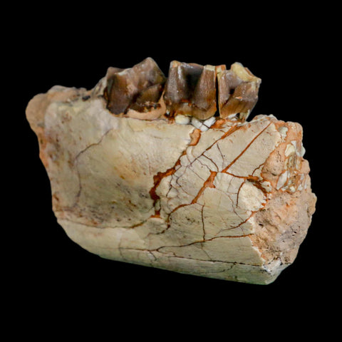 3.5" Running Rhino Hyracodon Nebrascensis Fossil Jaw Teeth SD Badlands COA Stand - Fossil Age Minerals