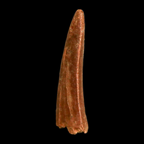 1.4" Carcharodontosaurus Fossil Tooth Cretaceous Dinosaur Morocco COA, Display - Fossil Age Minerals