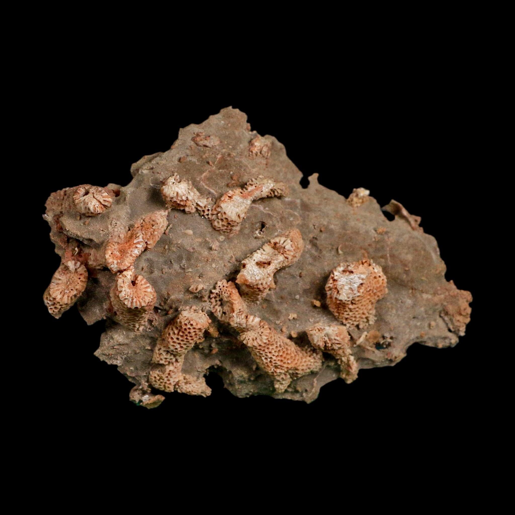 3.9" Thamnopora SP Coral Fossil Coral Reef Devonian Age Verde Valley, Arizona