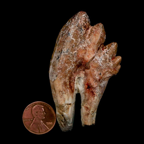 2.8" Basilosaurus Tooth Rooted Prehistoric Whale 34 Mil Yrs Old Late Eocene COA - Fossil Age Minerals