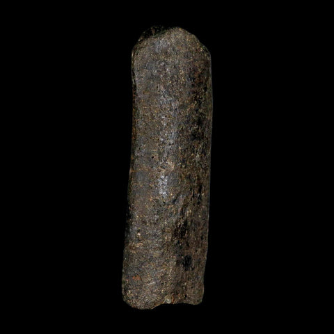 4.2" Hypacrosaurus Dinosaur Fossil Rib Bone Two Medicine FM Montana COA