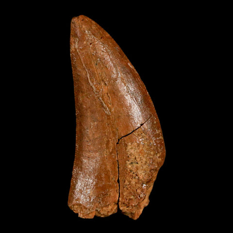 1.4" Carcharodontosaurus Fossil Tooth Cretaceous Dinosaur Morocco COA, Display - Fossil Age Minerals