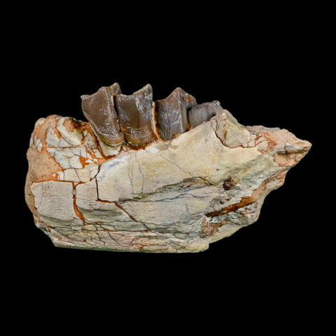 3.5" Running Rhino Hyracodon Nebrascensis Fossil Jaw Teeth SD Badlands COA Stand - Fossil Age Minerals