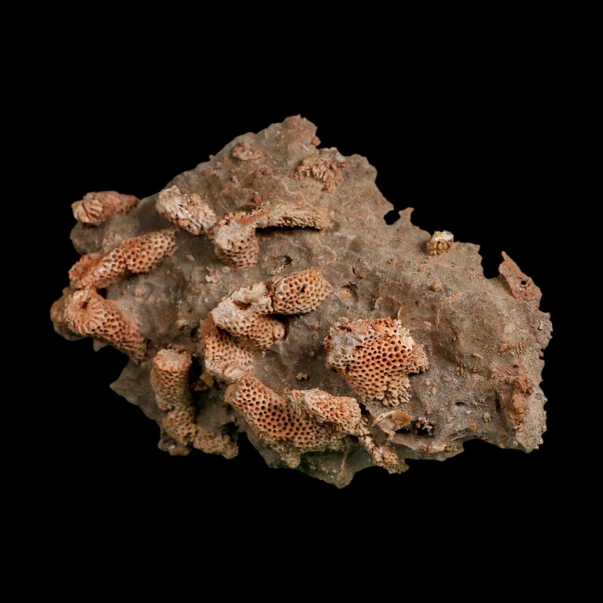 3.9" Thamnopora SP Coral Fossil Coral Reef Devonian Age Verde Valley, Arizona