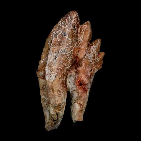 2.8" Basilosaurus Tooth Rooted Prehistoric Whale 34 Mil Yrs Old Late Eocene COA - Fossil Age Minerals