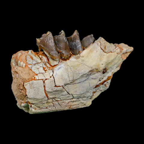 3.5" Running Rhino Hyracodon Nebrascensis Fossil Jaw Teeth SD Badlands COA Stand - Fossil Age Minerals