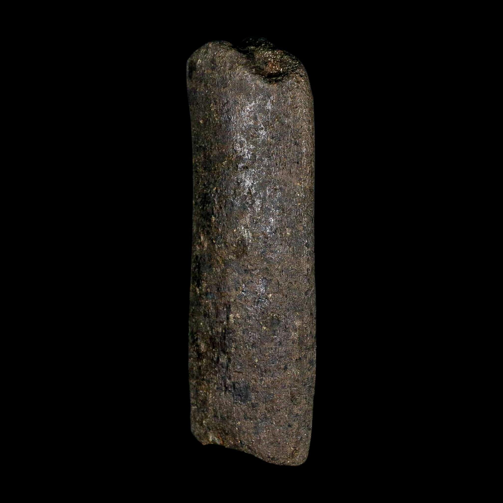 4.2" Hypacrosaurus Dinosaur Fossil Rib Bone Two Medicine FM Montana COA - Fossil Age Minerals