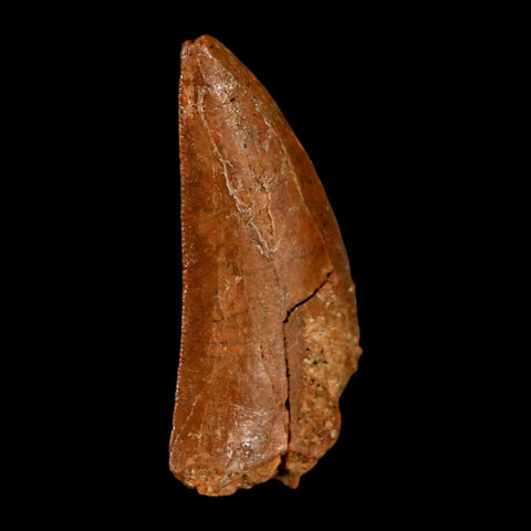 1.4" Carcharodontosaurus Fossil Tooth Cretaceous Dinosaur Morocco COA, Display - Fossil Age Minerals