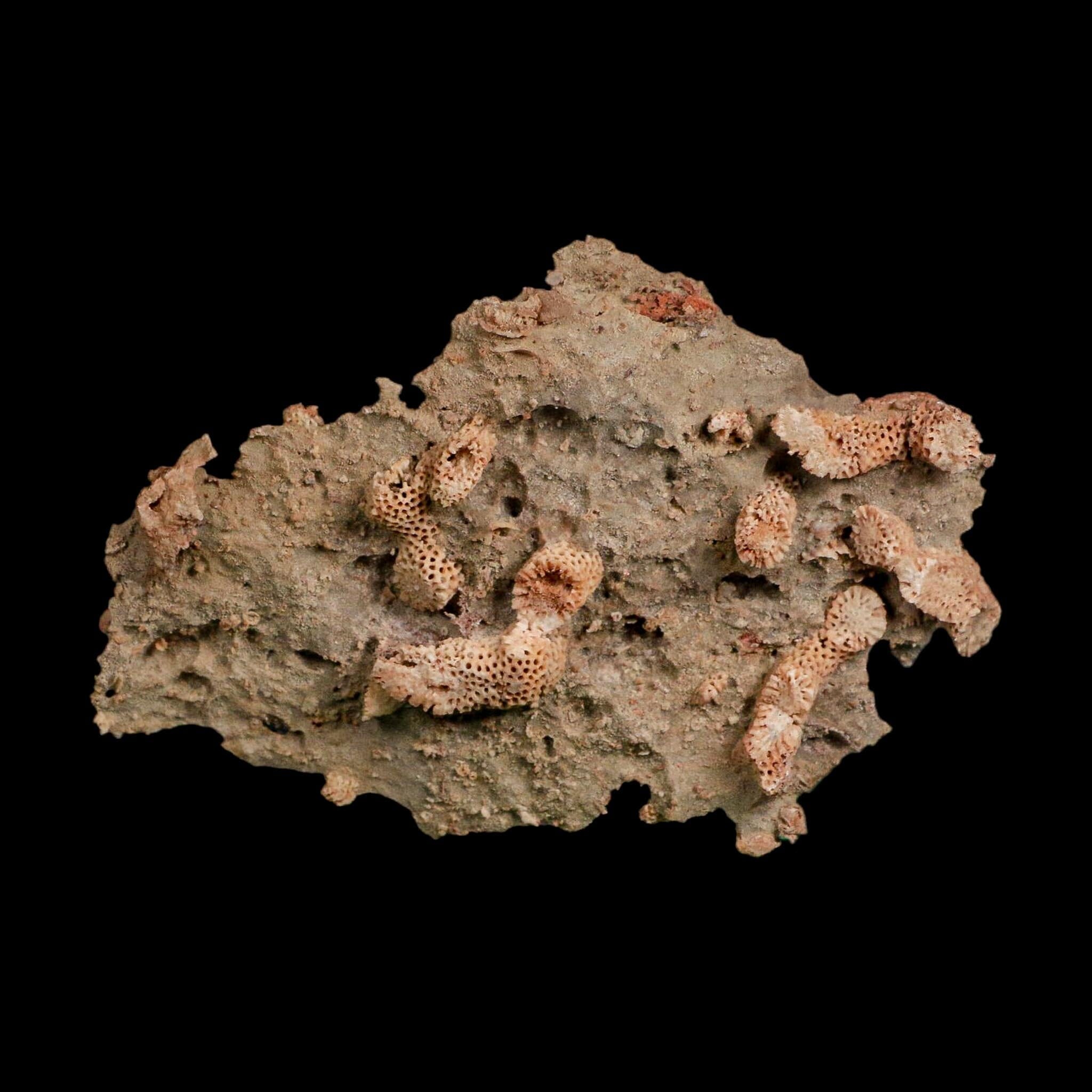 3.9" Thamnopora SP Coral Fossil Coral Reef Devonian Age Verde Valley, Arizona
