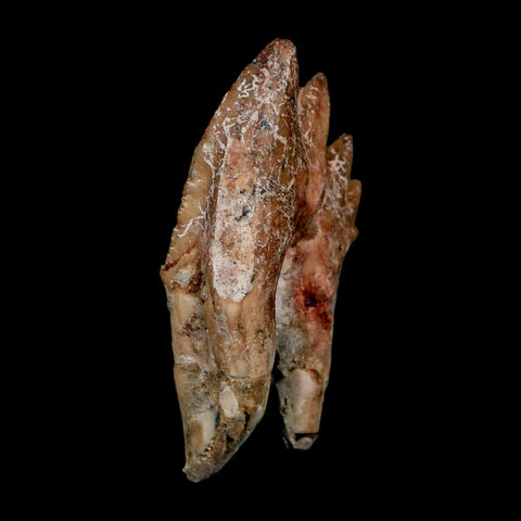 2.8" Basilosaurus Tooth Rooted Prehistoric Whale 34 Mil Yrs Old Late Eocene COA - Fossil Age Minerals