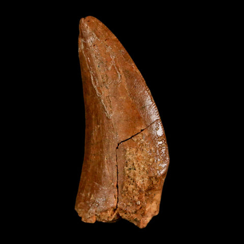 1.4" Carcharodontosaurus Fossil Tooth Cretaceous Dinosaur Morocco COA, Display - Fossil Age Minerals