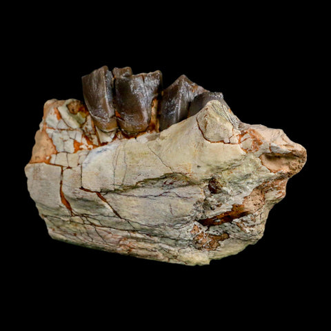 3.5" Running Rhino Hyracodon Nebrascensis Fossil Jaw Teeth SD Badlands COA Stand - Fossil Age Minerals